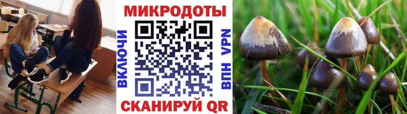 Купить где  Струнино  Псилоцибиновые грибы мицелий 